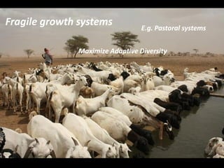 Genomics for African cattle challenges and opportunities: The East African shorthorn zebu story