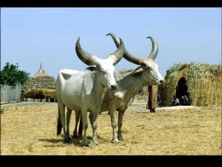 Genomics for African cattle challenges and opportunities: The East African shorthorn zebu story