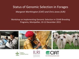Status of Genomic Selection in Forages
Margaret Worthington (CIAT) and Chris Jones (ILRI)
Workshop on Implementing Genomic Selection in CGIAR Breeding
Programs, Montpellier, 10-12 December 2015
 