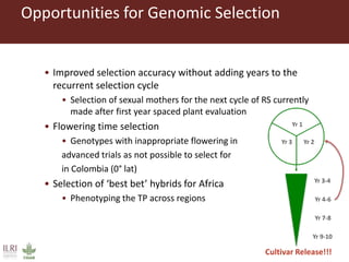 Opportunities for Genomic Selection
• Improved selection accuracy without adding years to the
recurrent selection cycle
• Selection of sexual mothers for the next cycle of RS currently
made after first year spaced plant evaluation
• Flowering time selection
• Genotypes with inappropriate flowering in
advanced trials as not possible to select for
in Colombia (0° lat)
• Selection of ‘best bet’ hybrids for Africa
• Phenotyping the TP across regions
Cultivar Release!!!
Yr 3-4
Yr 4-6
Yr 7-8
Yr 9-10
 