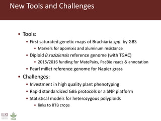 New Tools and Challenges
• Tools:
• First saturated genetic maps of Brachiaria spp. by GBS
• Markers for apomixis and aluminum resistance
• Diploid B.ruziziensis reference genome (with TGAC)
• 2015/2016 funding for MatePairs, PacBio reads & annotation
• Pearl millet reference genome for Napier grass
• Challenges:
• Investment in high quality plant phenotyping
• Rapid standardized GBS protocols or a SNP platform
• Statistical models for heterozygous polyploids
• links to RTB crops
 