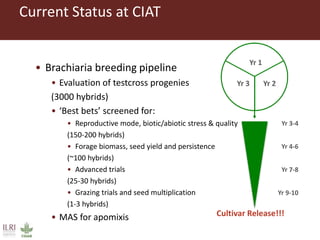 Status of genomic selection in forages