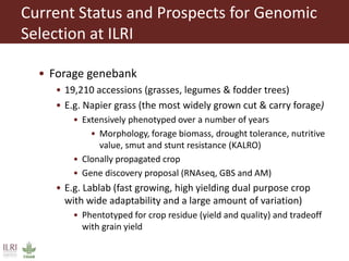 Status of genomic selection in forages
