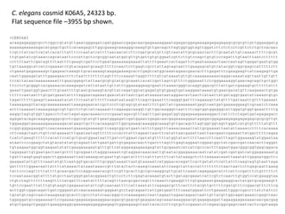C. elegans cosmid K06A5, 24323 bp.
Flat sequence file –3955 bp shown.

>CEK06A5
acaagagagggcgcctcggccgtatgttgaatgggagatcgatggaaccgagacaacgagaaaaggaatagagacggagaaagagagagagagcgcgcgttgttggaaggatg
aaaaagaaaaaagacatgagctgcttcacaagagcttggcgaaagcaaagggcaaagtgttgacagcttagtggtggtagttggatcttctctcctcgttctctgctcacaac
tcgtctatcactcatatcacatttatttcccaatatcattttaacaacatcttccgatgcatgttcgtcaatattgcgcaaccactttgcaatattgtcaaaacttttcgcat
ttgtgatatcgtaaaccagcataattcccattgctccgcggtaatatgatgttgtgattgtgtggaatcgttcttgtccagctgtgtcccagatttgtaatttaatctttttt
ccttttaattcgatagttttaattttgaagtcgattcctgaatgaaaaaagaaaattattttgaaatcactagattctgaataaaaactaaccaatagttgagatgaatgtgg
tgttaaaggcatcatccgaaaatctgtacagaatgcaagtttttccaactcctgagtcgcctattagcagcaatttgaagagcatgtcatacggtcggcgagccatttttctt
ctgaaatgagaaaaagttgagaactaaagttgcacaaaagtaagagaaaagcacttgagtcatggcaaatagaacgaacactttgagatttcgaagaagttatcaagagttga
caattggaagatatttggaagaactttctaatttttttctagttttccaaaattaggtttttgtcataaaatgttgtcaaagaaaaaacaggacaaaatagttaattgttgtt
tccattataacaaaaaaaaatttgaacggagctattaacgcgtgcatgcgcaaatcacatcgattagctgtttctgggaaattctcgggaaaaggtgaacagcagctgctggc
ttcctctgcgggtcacgaaaacacaaagagatcattataattgttatttggaaaggaagcgaatctaaaacgggtacaggtggacgtttattgatcgaaagtgctttttattt
gaaattgaatggtgaactttgcaattttgtaatgcaaagtacgttatcagatggcatgagatgtgtgaagtgataaggaataaaatgtgaacgacatgttcaagaaactgtga
tttttcaataatttgtgatgaaatattttaggaacagaaatgaacatattaattgatataaaaacaataggaacactaactcataattatgataggtgaatatcaaaatgtgc
tagattttttgaagttaaaaaatacatttctaatattttttcaaataataagtttcagctgaaatttcagggtgatttcagaaagctatgttttgataaattgttttgaaaat
taaaagaagctacagcaaaaaaaaattaaagagaacatcgctccctcgtagtgtataatttttgattatcgaaaaaaatgagtcaatgatgaaaaggaagtcgcaatctcaaa
acttcaaaaatcaaaagaagccgttgcctctgtcatcaaaaattcagaagacaaggttgttgacaagggtcaattctcagtggtggagggcattgggcgtggtgaaatttttg
aaggctagtgtggttggacctctactagatagacaaaacccccgaaatagacgtttaatttgatgagatggtggagaaagaaaaggactcattctctagatgatagagagacc
agagatacagacaagagagggcgcctcggccgtatgttgaatgggagatcgatggaaccgagacaacgagaaaaggaatagagacggagaaagagagagagagcgcgcgttgt
tggaaggatgaaaaagaaaaaagacatgagctgcttcacaagagcttggcgaaagcaaagggcaaagtgttgacagcttagtggtggtagttggatcatgtgtttttatgttt
ccggtgggagaaggttcaacaaaaaatgaaaagaaaaagttcaagcggcatgaatcattctgagtttaaaacaaaattattgcgaaaattaatattaaaaccttttcacaaaa
cttcaagctaatctgttcatgaaaatttgaataatagttttttcccacctatttagaattaacttcatattaacgaaattaattaacgaatcgaaaattatgacttttcagaa
tcatctgaagttttttcacattccatgctgcatggaataatttgatcctggaatcgatatgtttttatggtatactttttaaccttcaatttagctggaaaagtatggaataa
ataattcccgaagctatgtacatatatgtagaattattgaatgattgtgagaacaacttgactttagcttgagtaggaatcggaatggctatcgaccgatcaacacttaggat
tgtaagaatggcagtaagaatatattgaagaaagaatgtttgttcataggaagagaaagagtattgcgaaatcatcatcgcccactttagaatggacgggcggtgagcggaca
tagagaattgtgaatgactaatgcttttgcagaatctagggcaaaatcgtaggaacaaacaattgtaatacggagaaaacaatcatatcgatcgatgatcatggagaaaaatg
tgatttaagtgagtagacttggaaaaattaataaaagcatgaattgtcgatatttttcatttattttcattataaagctctttaaaaacaaattaaatattgagaatggcttc
gaagaatattgtttcaaatatgttcaatggtgacaccttgcggataaaattaatgtaaaaatcatggaacacagattcactgatatctcattatctcaagcagtgtaattaga
gattttttggaacaattattttataaaactataaataaaccgtttatactactcaaagccaaatattcaagctattaccattttttttctaactaattcttgagcaattaaag
tattccccagtttttattttgcaacgactccaggcaaacacgctccgttgcacttgccgccaaggcgttgcattcaaatcagagagacatctcattccgatttctgtttttct
tccaataaacggtattttatgcctaatgggtgatacggaaattgttcctcttcgagtacaaaatgtacttgatagcgaaatcattcgtctcaacttgtggtccatgaaggtaa
ctgtctagtttttttaagttttcatgatttcaatatttttacagtttaacgcgaccagtttcaaactcgaaggttttgtgagaaatgaagaaggcactatgatgcagaaagtt
tgttccgaatttatttgtgtaagtcgagaaacatattcgtcaacaattttcattaaatattcagagacgcttcacttctacgttgcttttcgatgtttccggacgtttcttcg
acttggtcggacagattgatcgggaatatcaacaaaaaatgggaatgcctagtagaattattgatgaattttcaaatggaattcctgaaaattgggccgaccttatctattcc
tgcatgtcagccaaccaaagaagcgcacttcgccctatccaacaggctccaaaagaaccaattagaactagaacagaaccaattgttacgttggcagatgaaaccgagctaac
tggaggatgccagaaaaattccgaaaacgagaaagaaaggaacagacgtgagcgtgaagaacagcaaacaaaggaacgtgagagaagattagaagaagaaaaacaacgacgag
atgctgaagctgaggctgaaagaaggcgaaaagaagaggaagagctggaagaagctaattacacccttcgtgctccgaaatctcagaacggcgagccaatcactccgataaga
 