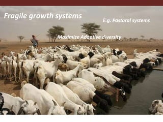 Fragile growth systems E.g. Pastoral systems
Maximize Adaptive diversity
 