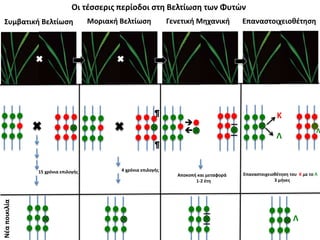 Οι τέσσερις περίοδοι στη Βελτίωση των Φυτὠν
Συμβατική Βελτίωση Μοριακή Βελτίωση Γενετική Μηχανική Επαναστοιχειοθέτηση
Νέαποικιλία
15 χρόνια επιλογής 4 χρόνια επιλογής


Αποκοπή και μεταφορά
1-2 έτη
Λ
Λ
Λ
Κ
Επαναστοιχειοθέτηση του Κ με το Λ
3 μήνες
¶
¶
 