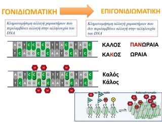 ΓΟΝΙΔΙΩΜΑΤΙΚΗ ΕΠΙΓΟΝΙΔΙΩΜΑΤΙΚΗ
Κληρονομήσιμη αλλαγή χαρακτήρων που
δεν περιλαμβάνει αλλαγή στην αλληλουχία
του DNA
Κληρονομήσιμη αλλαγή χαρακτήρων που
περιλαμβάνει αλλαγή στην αλληλουχία του
DNA
M M M
M M M
M
M
M
M
M
M
M
ΚΑΛΟΣ
ΚΑΚΟΣ
ΠΑΝΩΡΑΙΑ
ΩΡΑΙΑ
Καλός
Κάλος
 