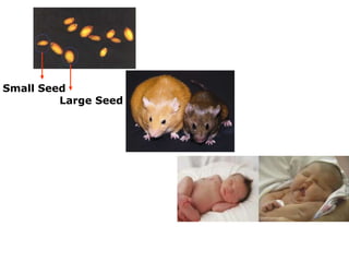 Small Seed
Large Seed
 