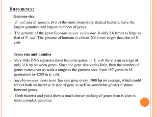 DIFFERENCE:
Genome size
 E. coli and B. subtilis, two of the most intensively studied bacteria, have the
largest genomes and largest numbers of genes.
 The genome of the yeast Saccharomyces cerevisiae is only 2.6 times as large as
that of E. coli. The genome of humans is almost 700 times larger than that of E.
coli.
Gene size and number
 Very little DNA separates most bacterial genes; in E. coli there is an average of
only 118 bp between genes. Since the gene size varies little, then the number of
genes varies over as wide a range as the genome size, from 467 genes in M.
genitalium to 4289 in E. coli.
 Saccharomyces cerevisiae has one gene every 1900 bp on average, which could
reflect both an increase in size of gene as well as somewhat greater distance
between genes.
 Both bacteria and yeast show a much denser packing of genes than is seen in
more complex genomes.
 