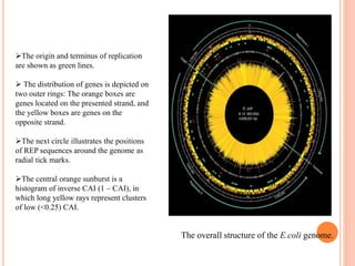 The origin and terminus of replication
are shown as green lines.
 The distribution of genes is depicted on
two outer rings: The orange boxes are
genes located on the presented strand, and
the yellow boxes are genes on the
opposite strand.
The next circle illustrates the positions
of REP sequences around the genome as
radial tick marks.
The central orange sunburst is a
histogram of inverse CAI (1 – CAI), in
which long yellow rays represent clusters
of low (<0.25) CAI.
The overall structure of the E.coli genome.
 
