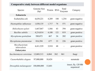 Species
Genome Size
(bp)
Protein RNA
Total
Enzymes
Category
Eubacteria
Escherichia coli 4,639,221 4,289 108 1,254 gram negative
Haemophilus influenzae 1,830,135 1,717 74 571 gram negative
Helicobacter pylori 1,667,867 1,566 43 394 gram negative
Bacillus subtilis 4,214,814 4,100 121 819 gram positive
Mycoplasma genitalium 580,073 467 36 202 gram positive
Mycoplasma pneumoniae 816,394 677 33 226 gram positive
Mycobacterium
tuberculosis
4,411,529 3,918 48 - gram positive
Eukaryotes
Saccharomyces cerevisiae 12,069,313 6,064 262 861 fungi
Caenorhabditis elegans 97,000,000 18,424 - nematode
Drosophila melanogaster 180,000,000 13,601
insect, fly, 120 Mb
sequenced
Comparative study between different model organisms
 