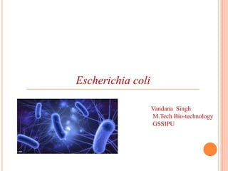 Escherichia coli
Vandana Singh
M.Tech Bio-technology
GSSIPU
 