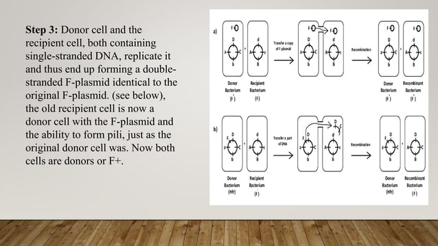 horizontal gene transfer PPT.pptx | Biological Sciences | Science
