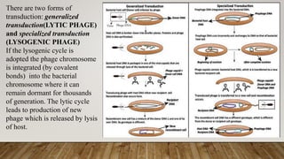 horizontal gene transfer PPT.pptx