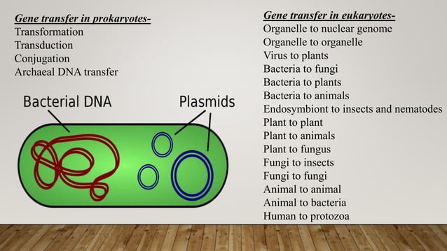 horizontal gene transfer PPT.pptx | Biological Sciences | Science