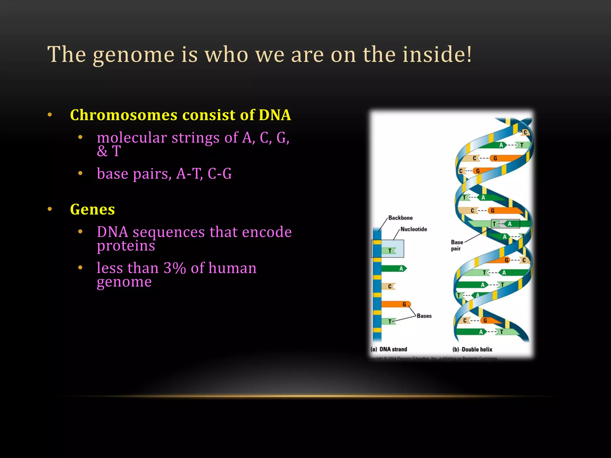 • Chromosomes consist of DNA
• molecular strings of A, C, G,
& T
• base pairs, A-T, C-G
• Genes
• DNA sequences that encode
proteins
• less than 3% of human
genome
The genome is who we are on the inside!
 