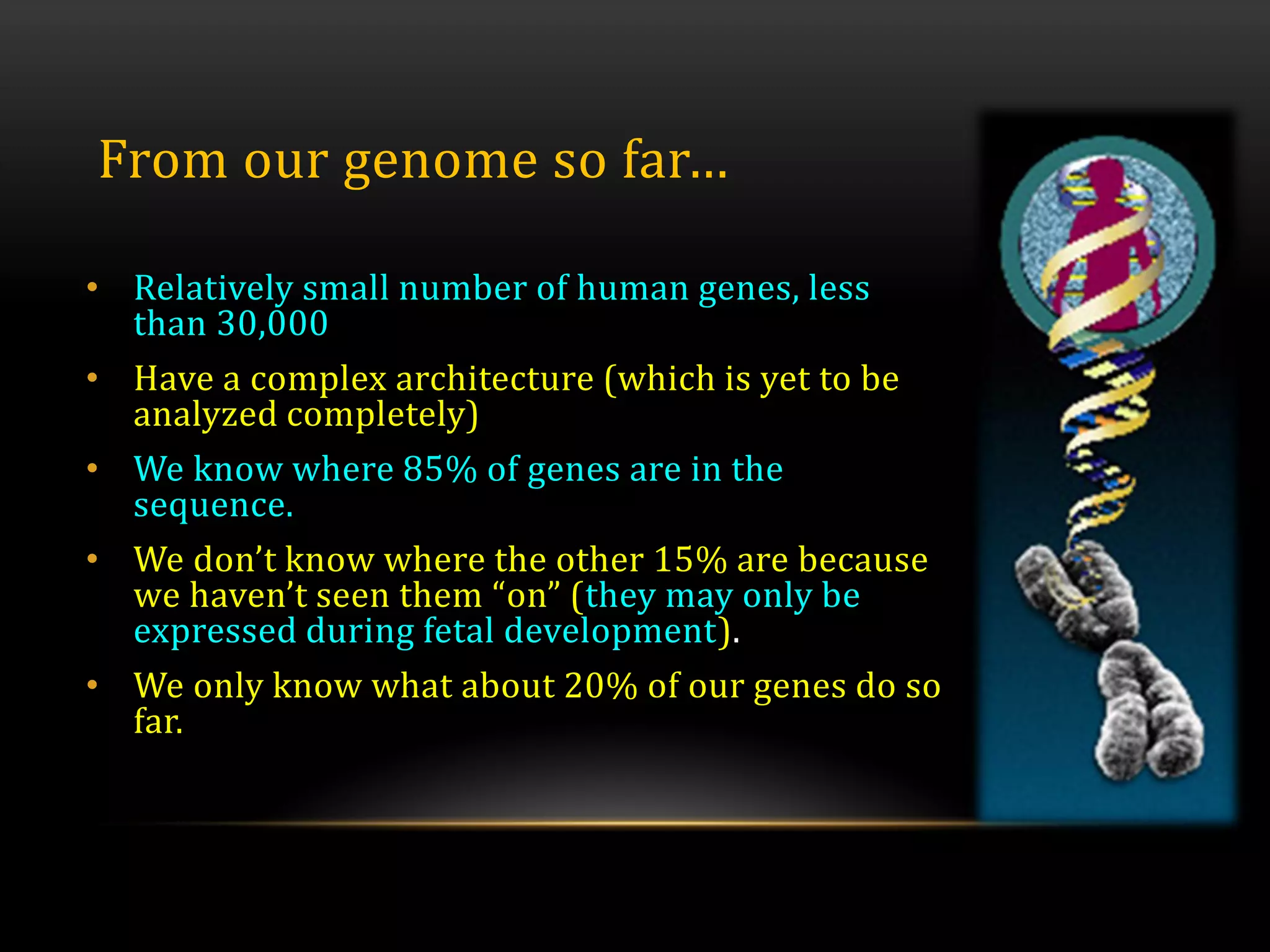From our genome so far…
• Relatively small number of human genes, less
than 30,000
• Have a complex architecture (which is yet to be
analyzed completely)
• We know where 85% of genes are in the
sequence.
• We don’t know where the other 15% are because
we haven’t seen them “on” (they may only be
expressed during fetal development).
• We only know what about 20% of our genes do so
far.
 