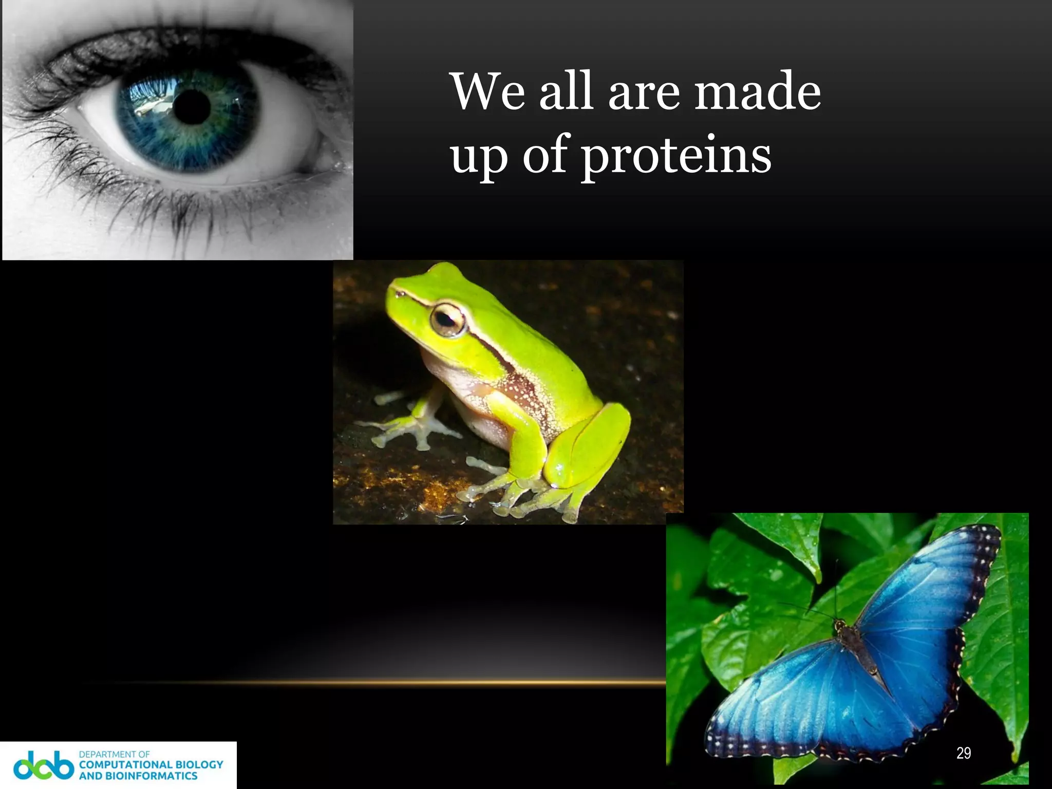 We all are made
up of proteins
29
 
