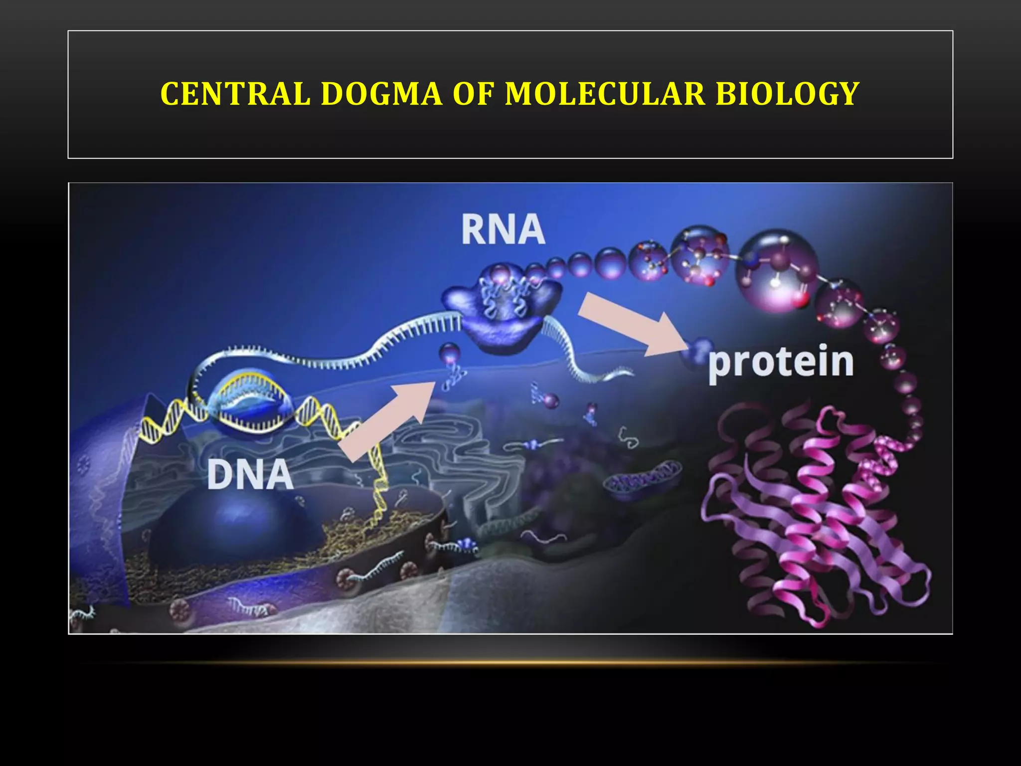 CENTRAL DOGMA OF MOLECULAR BIOLOGY
 