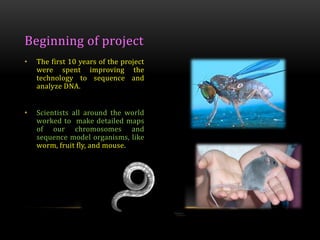 • The first 10 years of the project
were spent improving the
technology to sequence and
analyze DNA.
• Scientists all around the world
worked to make detailed maps
of our chromosomes and
sequence model organisms, like
worm, fruit fly, and mouse.
Beginning of project
 