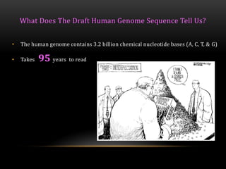 What Does The Draft Human Genome Sequence Tell Us?
• The human genome contains 3.2 billion chemical nucleotide bases (A, C, T, & G)
• Takes 95 years to read
 