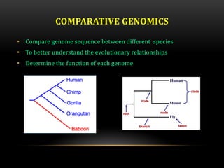 COMPARATIVE GENOMICS
• Compare genome sequence between different species
• To better understand the evolutionary relationships
• Determine the function of each genome
 