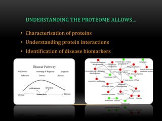 UNDERSTANDING THE PROTEOME ALLOWS…
• Characterisation of proteins
• Understanding protein interactions
• Identification of disease biomarkers
 