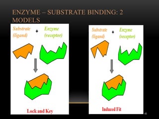 ENZYME – SUBSTRATE BINDING: 2
MODELS
43
 