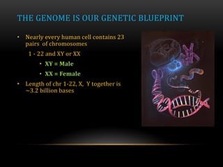 THE GENOME IS OUR GENETIC BLUEPRINT
• Nearly every human cell contains 23
pairs of chromosomes
1 - 22 and XY or XX
• XY = Male
• XX = Female
• Length of chr 1-22, X, Y together is
~3.2 billion bases
 