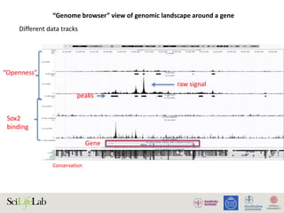 “Genome browser” view of genomic landscape around a gene
Gene
Conservation
Different data tracks
“Openness”
Sox2
binding
raw signal
peaks
 