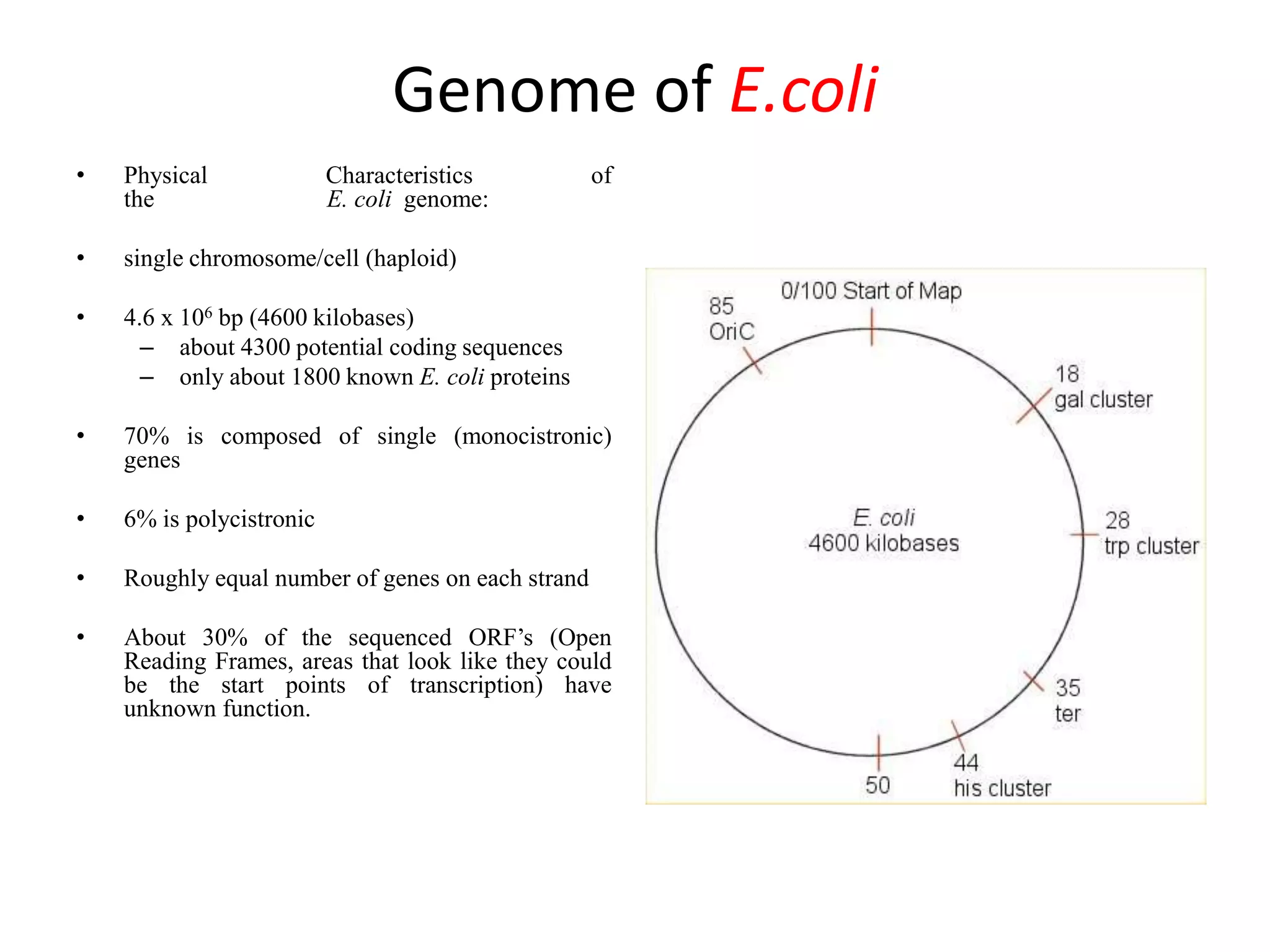 Genome of E.coli
• Physical Characteristics of
the E. coli genome:
• single chromosome/cell (haploid)
• 4.6 x 106 bp (4600 kilobases)
– about 4300 potential coding sequences
– only about 1800 known E. coli proteins
• 70% is composed of single (monocistronic)
genes
• 6% is polycistronic
• Roughly equal number of genes on each strand
• About 30% of the sequenced ORF’s (Open
Reading Frames, areas that look like they could
be the start points of transcription) have
unknown function.
 