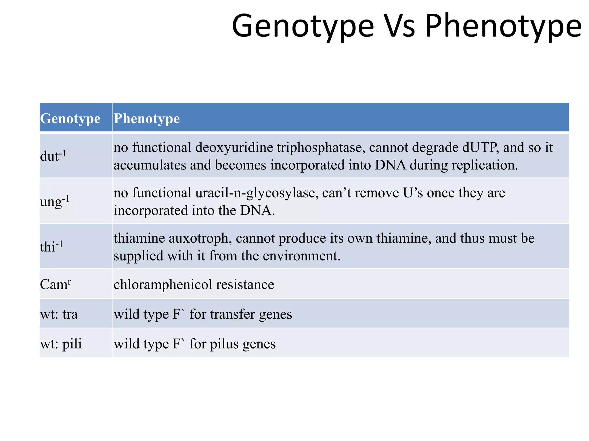 Genotype Vs Phenotype
Genotype Phenotype
dut-1 no functional deoxyuridine triphosphatase, cannot degrade dUTP, and so it
accumulates and becomes incorporated into DNA during replication.
ung-1 no functional uracil-n-glycosylase, can’t remove U’s once they are
incorporated into the DNA.
thi-1 thiamine auxotroph, cannot produce its own thiamine, and thus must be
supplied with it from the environment.
Camr chloramphenicol resistance
wt: tra wild type F` for transfer genes
wt: pili wild type F` for pilus genes
 
