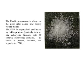 The E.coli chromosome is shown on
the right side; notice how tightly
wound it all is.
The DNA is supercoiled, and bound
by H-like proteins (basically, they act
like eukaryotic histones) into 50
separate supercoiled domains. This
serves to protect, condense, and
organize the DNA.
 