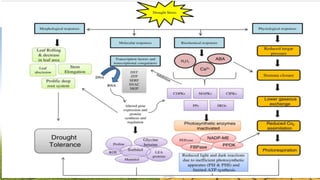 Why Drought Stress ????
According to an UN assessment, water shortages have tripled over
the past 50 years; high water scarcity and rise of 4-4.5℃ in mean
temperature by year 2030 have been predicted (Environment
Outlook to 2030 report).
Czech Republic climate projections till the year 2050 depict – (a)
high intern-annual rainfall variability, (b) declines in summer and
winter precipitation totals, and, (b) increase in autumn
precipitation (MZP CZ 2015).
 