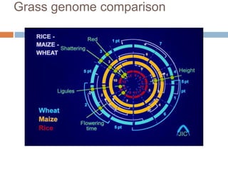 Grass genome comparison
 