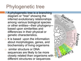 Phylogenetic tree
 A phylogenetic tree is a branching
diagram or "tree" showing the
inferred evolutionary relationships
among various biological species
or other entities—their phylogeny—
based upon similarities and
differences in their physical or
genetic characteristics.
 It is based upon the information
about morphologies, genes, and
biochemistry of living organisms
 similar structure or DNA
sequences are likely to be more
closely related than organisms with
different structures or sequences
 