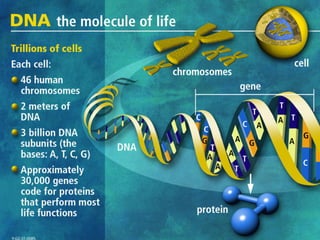 Para isto usamos seu DNA!
 