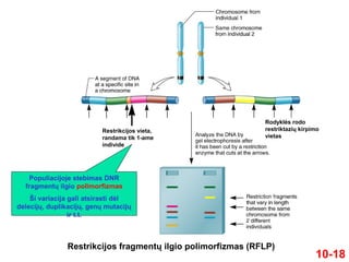 Variacija Genomika, proteomika, bioinformatika | PPT