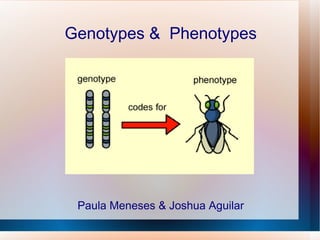 Genotypes &  Phenotypes Paula Meneses & Joshua Aguilar 