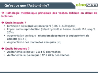 Qu’est ce que l’Acétonémie?
 Pathologie métabolique principale des vaches laitières en début de
lactation
 Quels impacts ?
 Diminution de la production laitière (-300 à -500 kg/lact)
 Impact sur la reproduction (retard cyclicité et baisse réussite IA1 jusqu’à
20%)
 Augmentation du risque : rétention placentaire et déplacement de
caillette (x4 à 8)
 Augmentation des mammites cliniques (x3)
 Quelle fréquence ?
• Acétonémie clinique : 3 à 4 % des vaches
• Acétonémie sub-clinique : 12 à 20 % des vaches
 