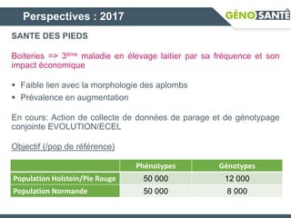 Perspectives : 2017
SANTE DES PIEDS
Boiteries => 3ème maladie en élevage laitier par sa fréquence et son
impact économique
 Faible lien avec la morphologie des aplombs
 Prévalence en augmentation
En cours: Action de collecte de données de parage et de génotypage
conjointe EVOLUTION/ECEL
Objectif (/pop de référence)
Phénotypes Génotypes
Population Holstein/Pie Rouge 50 000 12 000
Population Normande 50 000 8 000
 