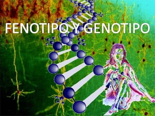 Genotipo y fenotipo (leyes de mendel)
