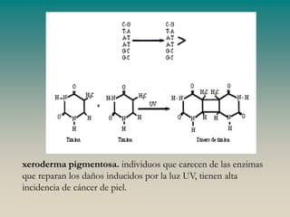 GENOTOX.ppt