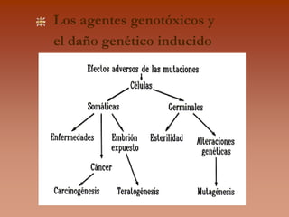 GENOTOX.ppt