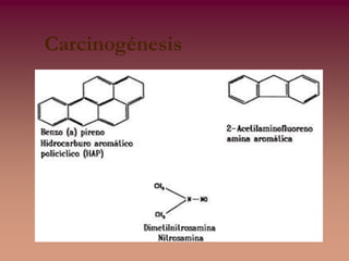 GENOTOX.ppt