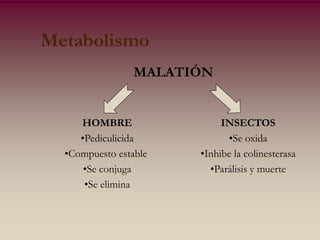 GENOTOX.ppt