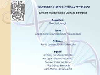 UNIVERSIDAD JUAREZ AUTONOMA DE TABASCO División  Académica de Ciencias Biológicas Asignatura: Genotoxicologia Tema:  Aberraciones cromosómicas y mutaciones Profesora: Reyna Lourdes Fócil Monterrubio Equipo: Jiménez Hernández Cecilia Rodríguez de la Cruz Cristina Solís Ayala Yadira IIliana Díaz Gómez Elizabeth Jairo Michel Torres García  