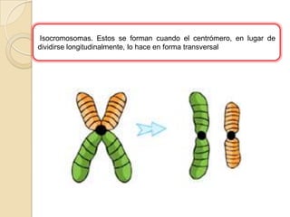 Isocromosomas. Estos se forman cuando el centrómero, en lugar de dividirse longitudinalmente, lo hace en forma transversal