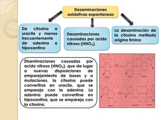 Diseminaciones oxidativa espontáneas