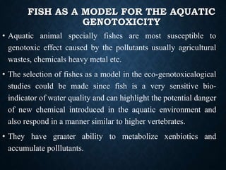 FISH AS A MODEL FOR THE AQUATIC
GENOTOXICITY
• Aquatic animal specially fishes are most susceptible to
genotoxic effect caused by the pollutants usually agricultural
wastes, chemicals heavy metal etc.
• The selection of fishes as a model in the eco-genotoxicalogical
studies could be made since fish is a very sensitive bio-
indicator of water quality and can highlight the potential danger
of new chemical introduced in the aquatic environment and
also respond in a manner similar to higher vertebrates.
• They have graater ability to metabolize xenbiotics and
accumulate polllutants.
 